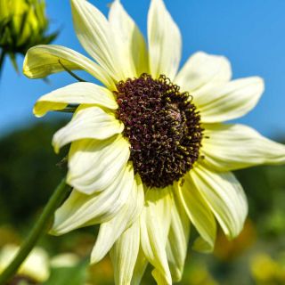 A single Ice Cream Sunflower against the Missouri deep blue sky.