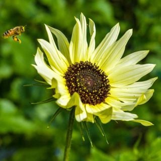 A single Ice Cream Sunflower against the green defocused field with a pollinator.