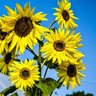 Lemon Queen Sunflowers growing in the field with a blue sky background.

