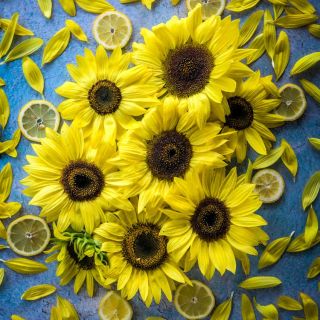 An array of Lemon Queen Sunflowers with lemon slices on a bright blue background.
