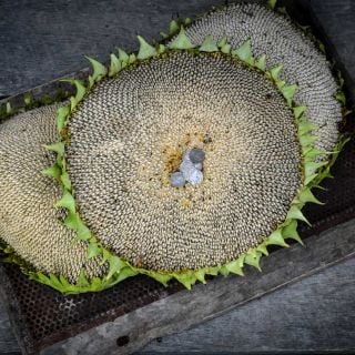 Three Mammoth Grey Striped Sunflower heads on an old metal and wooden background.