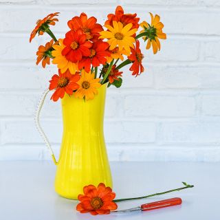 Arcadian Blend Mexican Sunflowers in a bright yellow pitcher with an orange knife on a high key background.