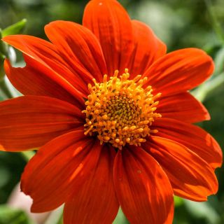 Closeup of a single Mexican Red Torch Sunflower in the garden.
