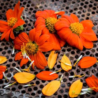 Mexican Red Torch Sunflowers and pedals on a metal background.