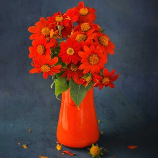 Mexican Red Torch Sunflowers in a red vase on a dark blue background.