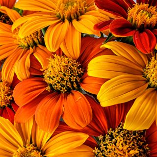 A close-up macro view of Arcadian Blend Mexican Sunflowers.