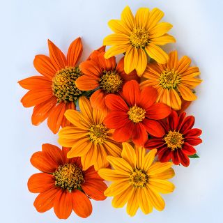 An overhead angle of Arcadian Blend Mexican Sunflowers that shows the mix's varied shades of orange, red and yellow.