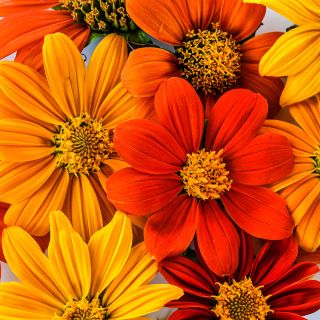 A close-up look at Arcadian Blend Mexican Sunflowers.