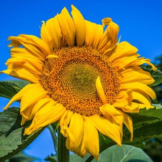 Single Mongolian Giant Sunflower growing in the field.