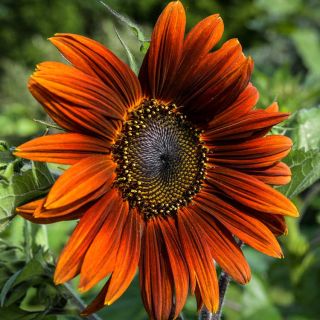 A single Red Sun Sunflower bloom growing in the garden.