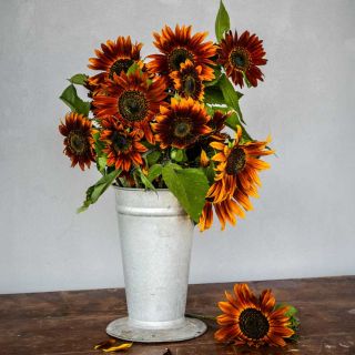 A bunch of Red Sun Sunflower blooms in a metal vase on a wooden table.