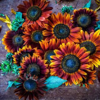 Several Red Sun Sunflower blooms on a wooden table. 