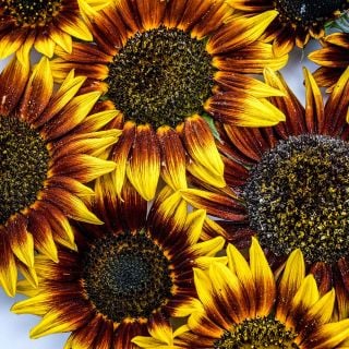 A deatailed view of several Ring of Fire Sunflower blooms.