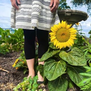 Short Stuff - Sunflower growing in the garden with a person standing next to the flower reaching about knee-high.