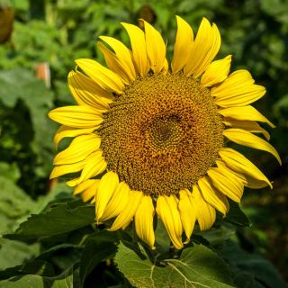 Closeup of one Short Stuff - Sunflower growing in the field.