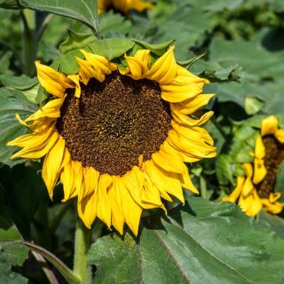 Closeup of a Sun Spot Dwarf Cola Sunflower with large green leaves growing in the field.