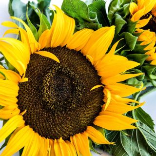Closeup of a Sun Spot Dwarf Cola Sunflower growing in the field.