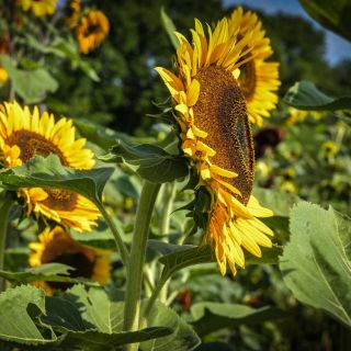 Profile of a Taiyo Sunflower growing in a field. 
