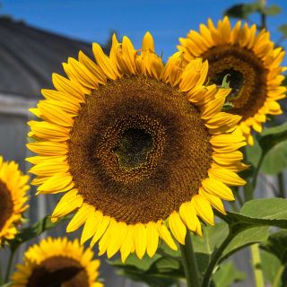 Closeup of a Taiyo Sunflower growing in a field.

