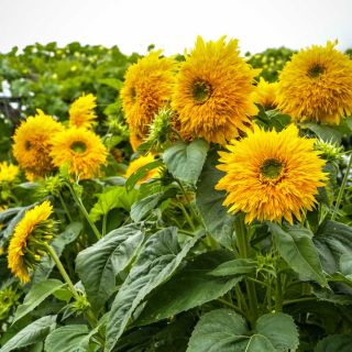 Group of Tall Orange Sun - Sunflowers growing in the field.