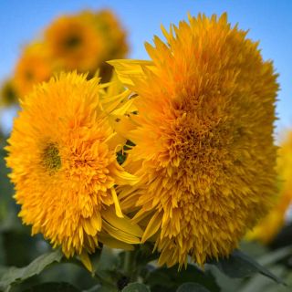 Closeup of Tall Orange Sun - Sunflowers growing in the field.
