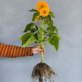 Full Teddy Bear Sunflower plant roots to bloom held in one hand.