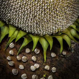 Titan Sunflower seeds and a full head are in the background on a wooden table.