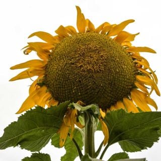 Single Titan Sunflower as seen from below on a white background.