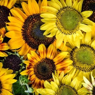 A detailed close-up view of Music Box Sunflowers.