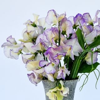 High Scent Sweet Peas arranged in vase against a light background.