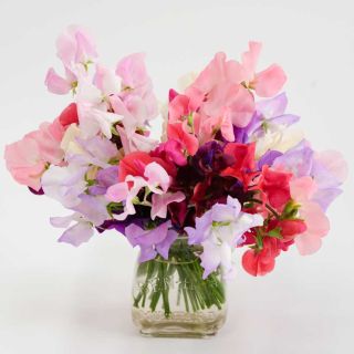 Old Spice Mix Sweet Pea flowers in a glass vase on a white background.