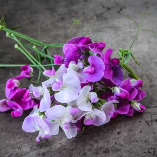 A posy of Perennial Sweet Pea Mix flowers on a dark brown background.