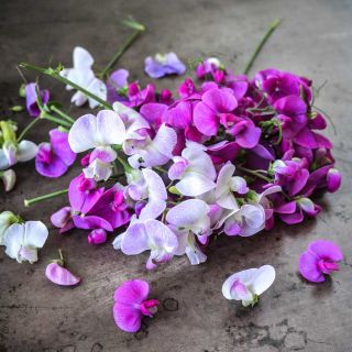Perennial Sweet Pea Mix flowers arranged on dark brown background.