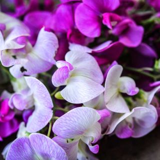Close-up detailed macro shot of Perennial Sweet Pea Mix flowers.
