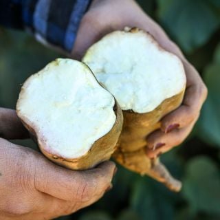 A close-up of a gardener holding a cut Jersey Yellow Sweet Potato.