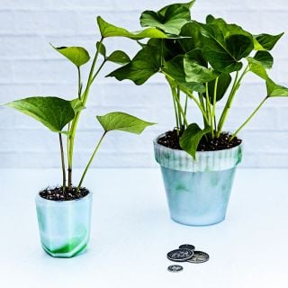 Two Lilac Beauty Sweet Potatoes in two pots with coins on a white background.