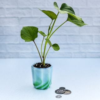 A single  Lilac Beauty Sweet Potato plant in a pot with coins on a light background.