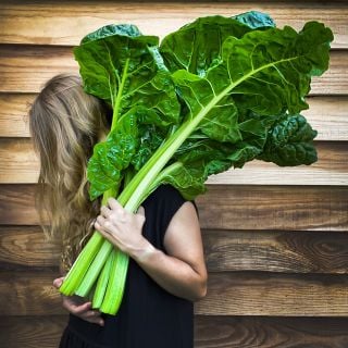 A woman holding Fordhook Giant Swiss Chard leaves over her shoulder. Image by Lucy Hutchins.