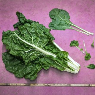 Fordhook Giant Swiss Chard With a yard stick to show its size on pink background.