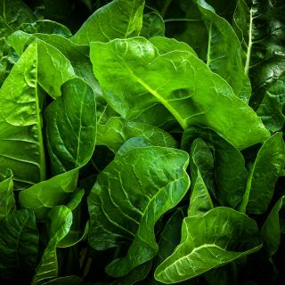 Perpetual Spinach Swiss Chard growing in a greenhouse at the Baker Creek farm in Mansfield, Missouri.