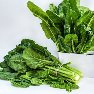 A couple of bundles of Perpetual Spinach Swiss Chard on bright white background.