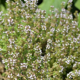 Common Thyme growing in the garden.