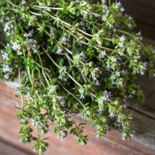 Common Thyme laying on a wooden table.