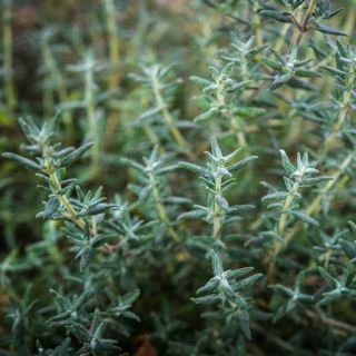 Orangelo Thyme growing in the garden.