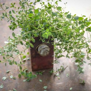 Wild Thyme sitting on top of a small metal and crystal art piece.