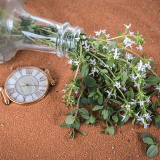 Wild Thyme inside a glass bottle on orange sand next to a pocket watch.