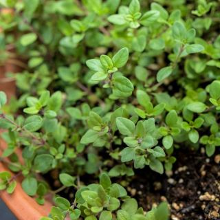 Closeup of Wild Thyme growing in a ceramic pot.