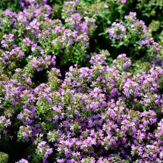 Magic Carpet or Creeping Thyme covered with purple blooms in the trial gardens at Baker Creek.