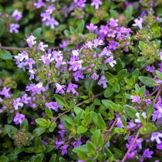 Close-up detail of the delicate little purple flowers on Magic Carpet or Creeping Thyme.