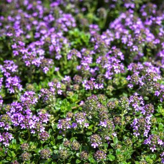 Magic Carpet or Creeping Thyme covered with flowers in the garden.